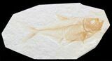 Nice, Diplomystus Fossil Fish - Wyoming #40753-1